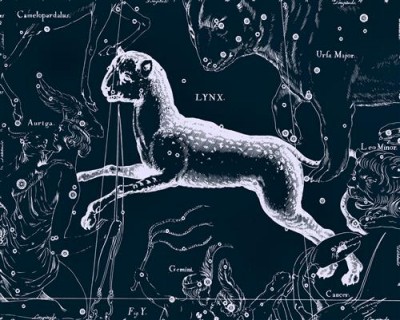 Репродукция картины Гевелий Ян на холсте - Uranographia - Lynx  				 - Рысь