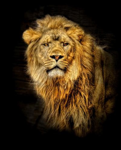 Постер Животные на холсте - лев