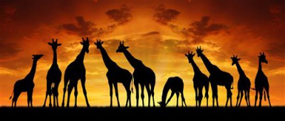 Постер Животные на холсте - Африка