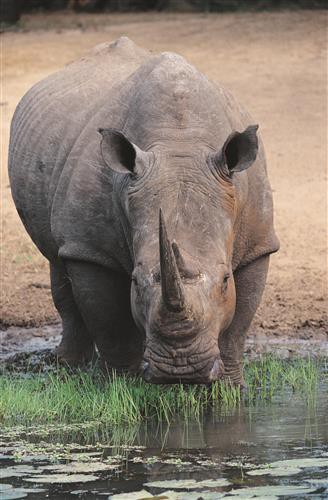 Постер Животные на холсте - Носорог