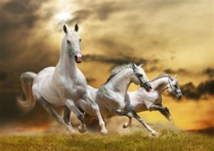 1429113242_white-horses-belye-loshadi.jpg