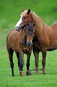 1429113314_horses.-associated-with-love-losh.jpg