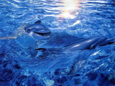 Постер Животные на холсте - дельфины