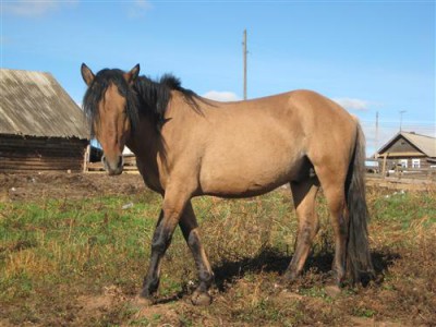 1429113395_vyatka-horse-vyatskaya-loshad.jpg