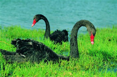 Постер Животные на холсте - Black Swan  				 - Черный лебедь