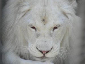 1429113487_white-lion-belyy-lev.jpg
