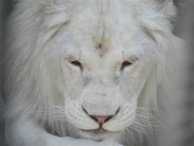 Постер Животные на холсте - White Lion  				 - Белый лев
