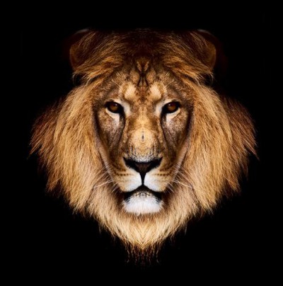 Постер Животные на холсте - лев
