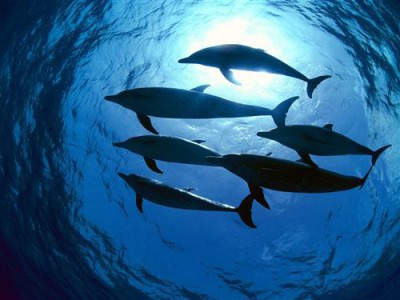 1429113540_dolphin-delfiny.jpg