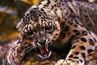 Постер Животные на холсте - Леопард