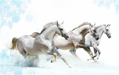 Постер Животные на холсте - Лошади