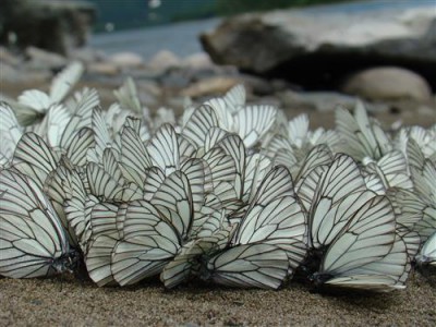 Постер Природа на холсте - бабочки