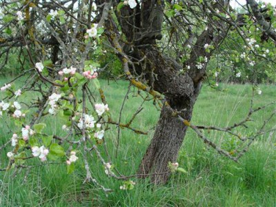 1429114667_blossoming-apple-cvetuschaya-yablonya.jpg