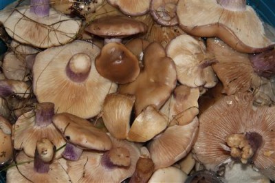 Постер Природа на холсте - mushrooms  				 - грибы