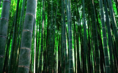 Постер Природа на холсте - бамбук