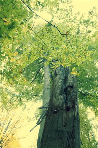 Постер Природа на холсте - Осенний лес