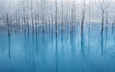 Постер Природа на холсте - лес во льду