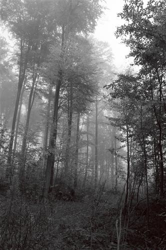 Постер Природа на холсте - Осенний лес