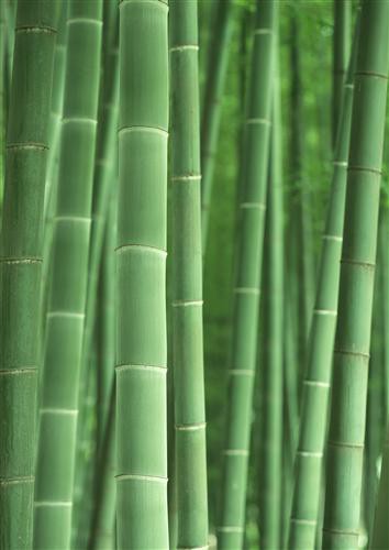 1429115618_bamboo-bambuk.jpg