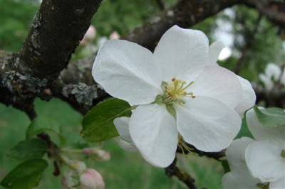 Постер Цветы на холсте - apple-tree  				 - Яблоня