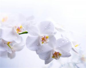 1429115933_orhidei-orhidei.jpg