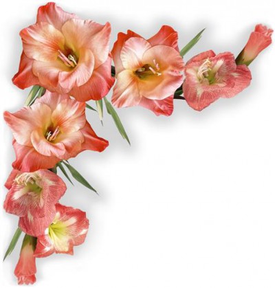 Постер Цветы на холсте - gladiolusy  				 - гладиолусы