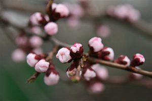 1429115985_apricot-blossoms-abrikos-v-cvetu.jpg