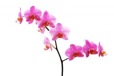 Постер Цветы на холсте - orhidei 2  				 - орхидеи 2