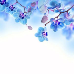1429116040_blue-orchid-sinyaya-orhideya.jpg