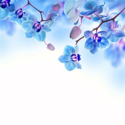 Постер Цветы на холсте - blue orchid  				 - Синяя Орхидея
