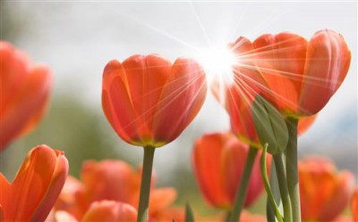 Постер Цветы на холсте - тюльпаны