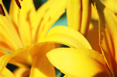 Постер Цветы на холсте - lilies  				 - Лилии