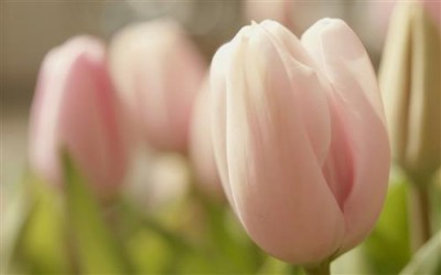Постер Цветы на холсте - тюльпаны