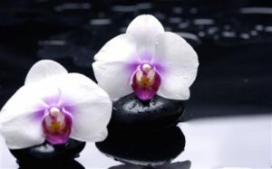 1429116177_orhidei-orhideya.jpg