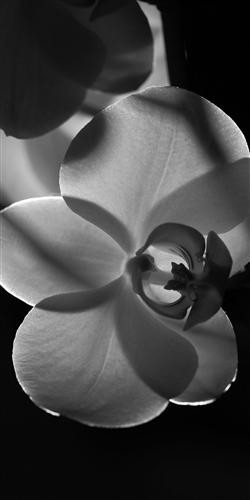 1429116329_orchids-orhidei.jpg
