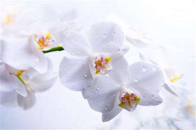 Постер Цветы на холсте - Orchid  				 - Орхидея
