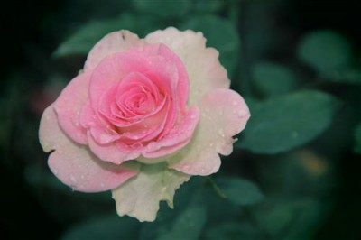 Постер Цветы на холсте - Roza  				 - Роза
