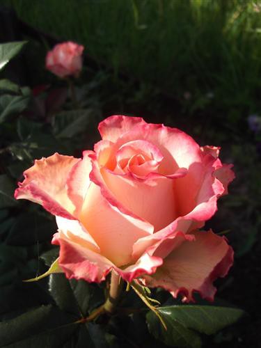 Постер Цветы на холсте - Роза