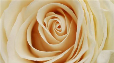 Постер Цветы на холсте - роза