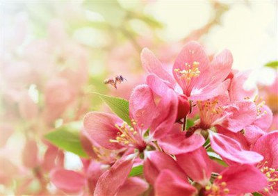 Постер Цветы на холсте - сакура