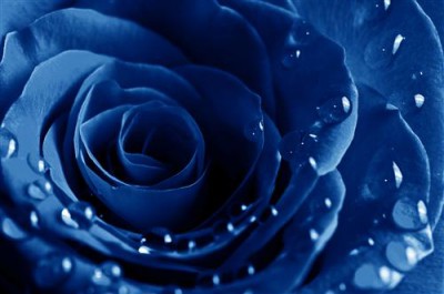 Постер Цветы на холсте - Синяя роза