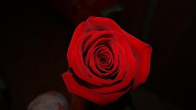 Постер Цветы на холсте - Rose  				 - Роза