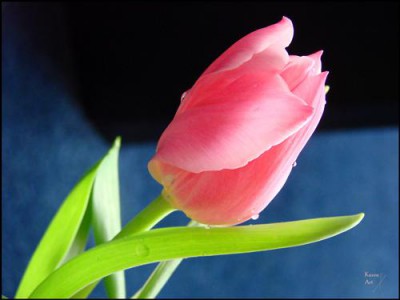Постер Цветы на холсте - Тюльпан