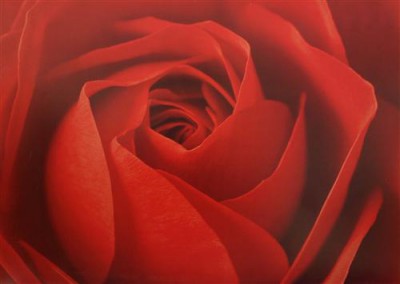 Постер Цветы на холсте - Роза