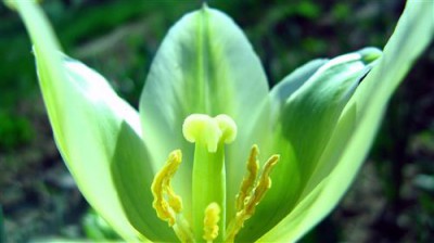 Постер Цветы на холсте - Зеленый тюльпан
