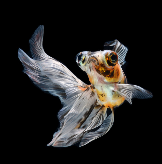 Золотая рыбка в темноте