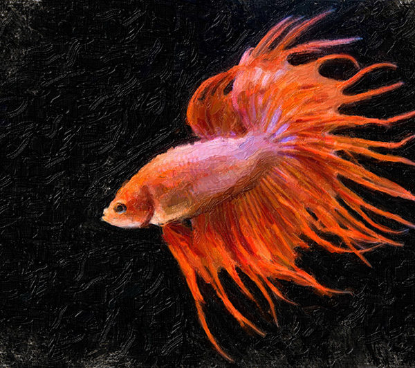 Сиамская красная рыбка