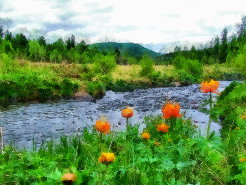 Цветы в болоте